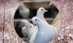 Le pigeonneau une viande de qualité pour les repas de fêtes