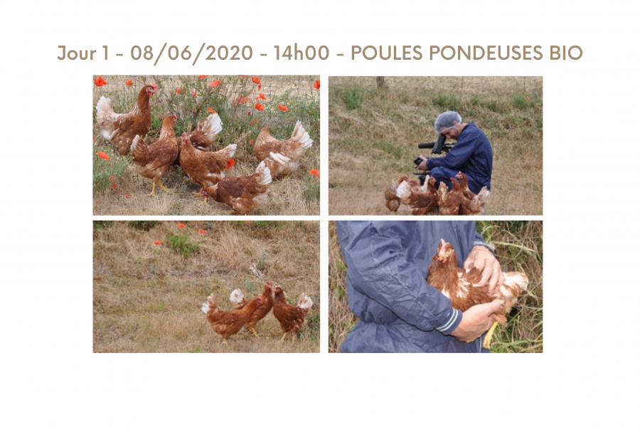 Elevage de poules pondeuses avec metteur en scène entouré d'animaux.