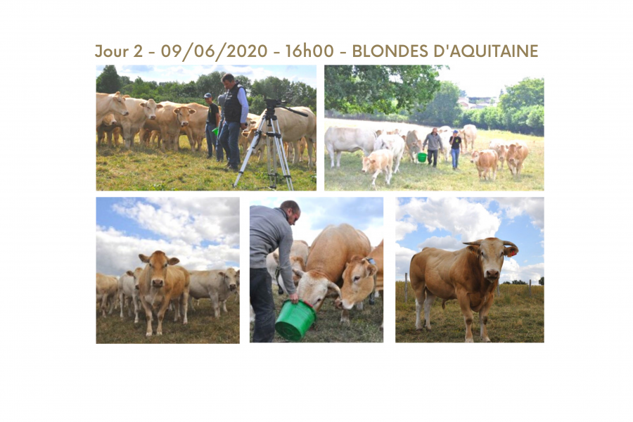 Elevage de vaches blonde d'Aquitaine avec en scène l'éleveur et son jeune apprenti.