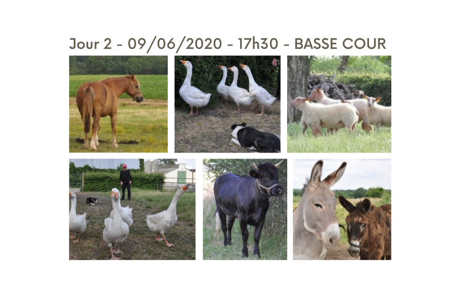 Animaux de basse-cour, cheval, ânes, vache moutons, oies et chiens...