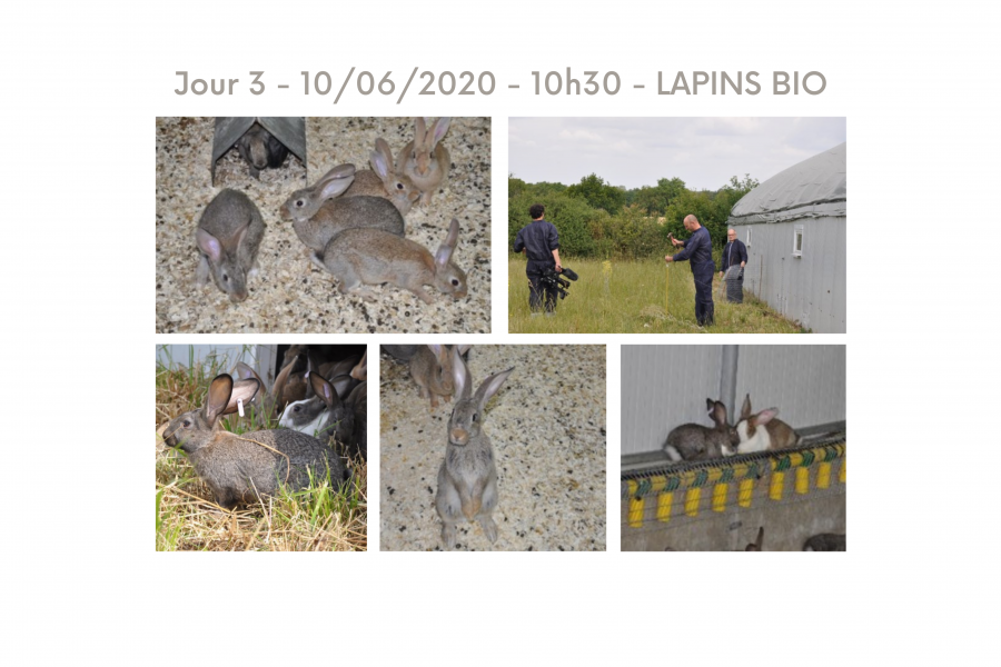 Elevage de lapins bio, avec lapins jouant sur copeaux.