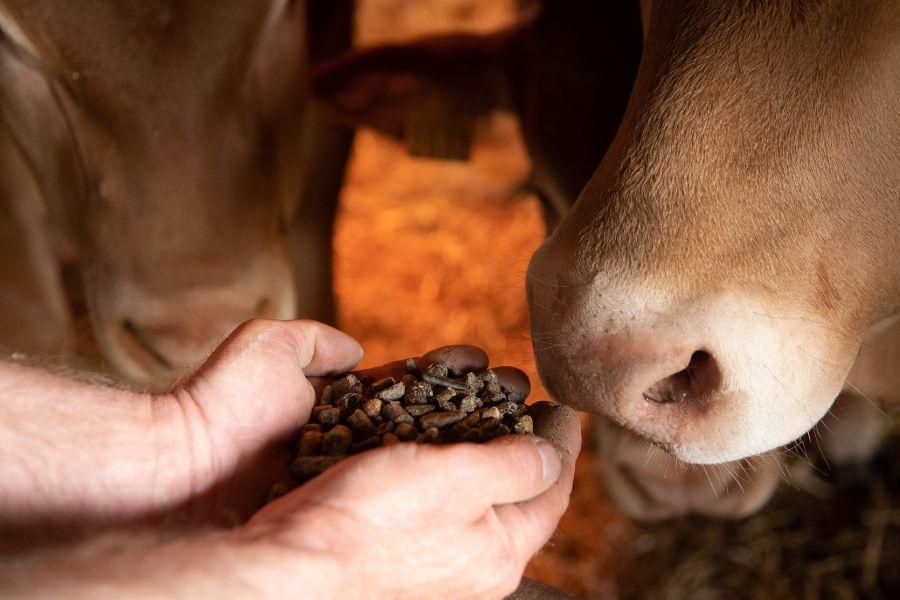 Alimentation bovins
